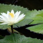 Munich, Germany | Weekend Retreat: What is Always Here? Self-Inquiry into the Depth of Ourselves